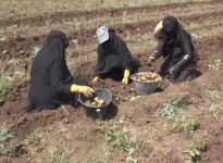 تأميم حوثي للقطاع الزراعي في اليمن يحصر استيراد بذور البطاطا عبر مؤسسة حوثية 