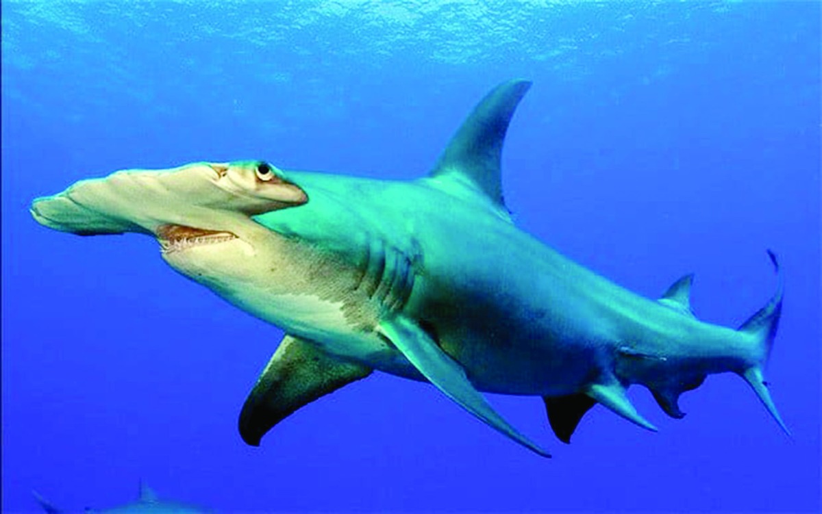 قرار تاريخي لحماية أسماك القرش في مؤتمر حماية الحيوانات المهددة بالانقراض