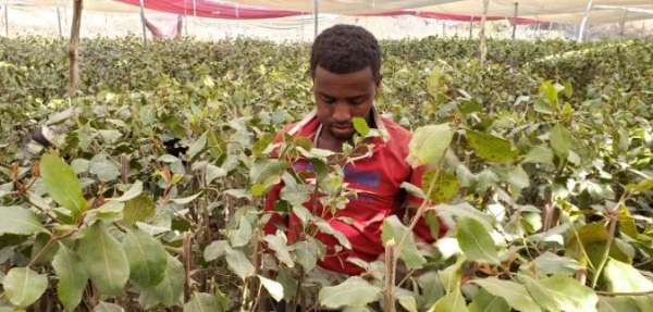  المهاجرون الأفارقة من المجهول إلى مزارع القات اليمنية 