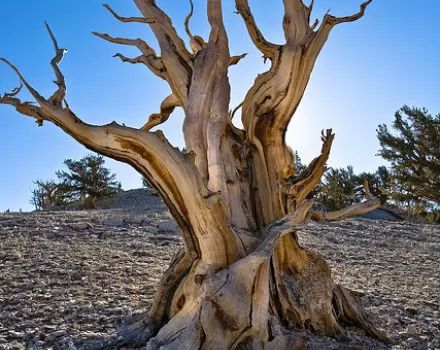 ما أقدم شجرة في العالم؟ وكيف وصل عمرها إلى آلاف السنين؟ وما فائدة الأشجار القديمة للعالم؟