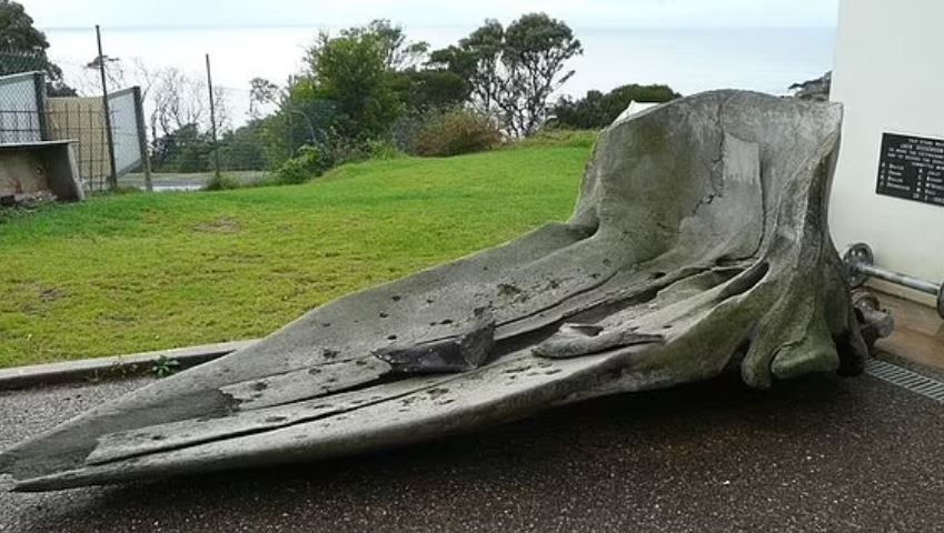 سرقة جمجمة حوت عملاق يبلغ ارتفاعها 4 أمتار من متحف أسترالي