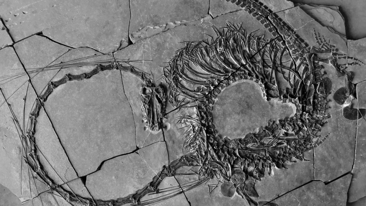 الكشف عن أحفورة لكائن يشبه التنين الأسطوري عمرها 240 مليون سنة