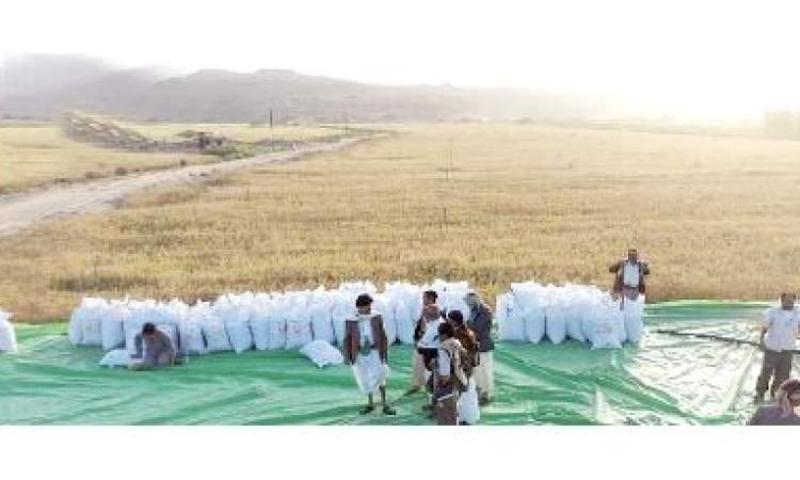 ميليشيا الحوثي تمنع مزارعي الجوف من حصد حقولهم الزراعية باستخدام الحصادات الآلية