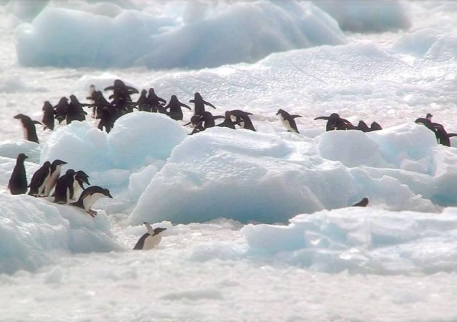 إنفلونزا الطيور تظهر في القطب الجنوبي وتهدد مستعمرات البطريق