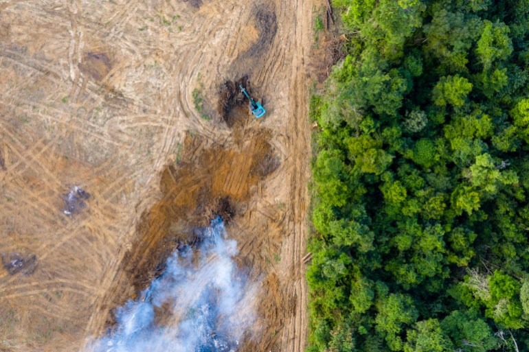 إزالة الغابات.. أخطار عالمية جديدة وأزمة مناخ متفاقمة