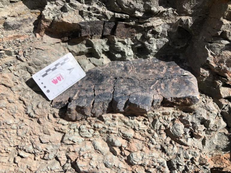 اكتشاف بقايا ديناصور مدرع وعاشب بالمغرب يعود إلى 165 مليون سنة