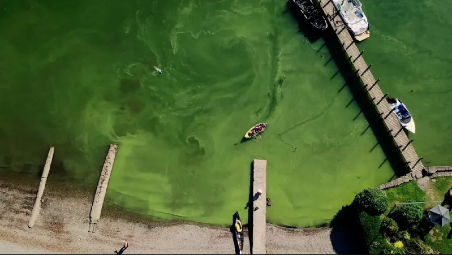 ما سر تحول أكبر بحيرة في إنجلترا إلى اللون الأخضر
