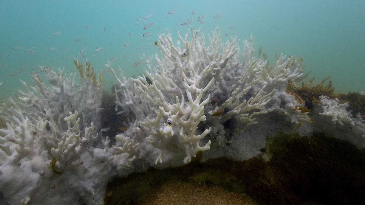 من الكاريبي لأستراليا.. المرجان حول العالم يصاب بالابيضاض 